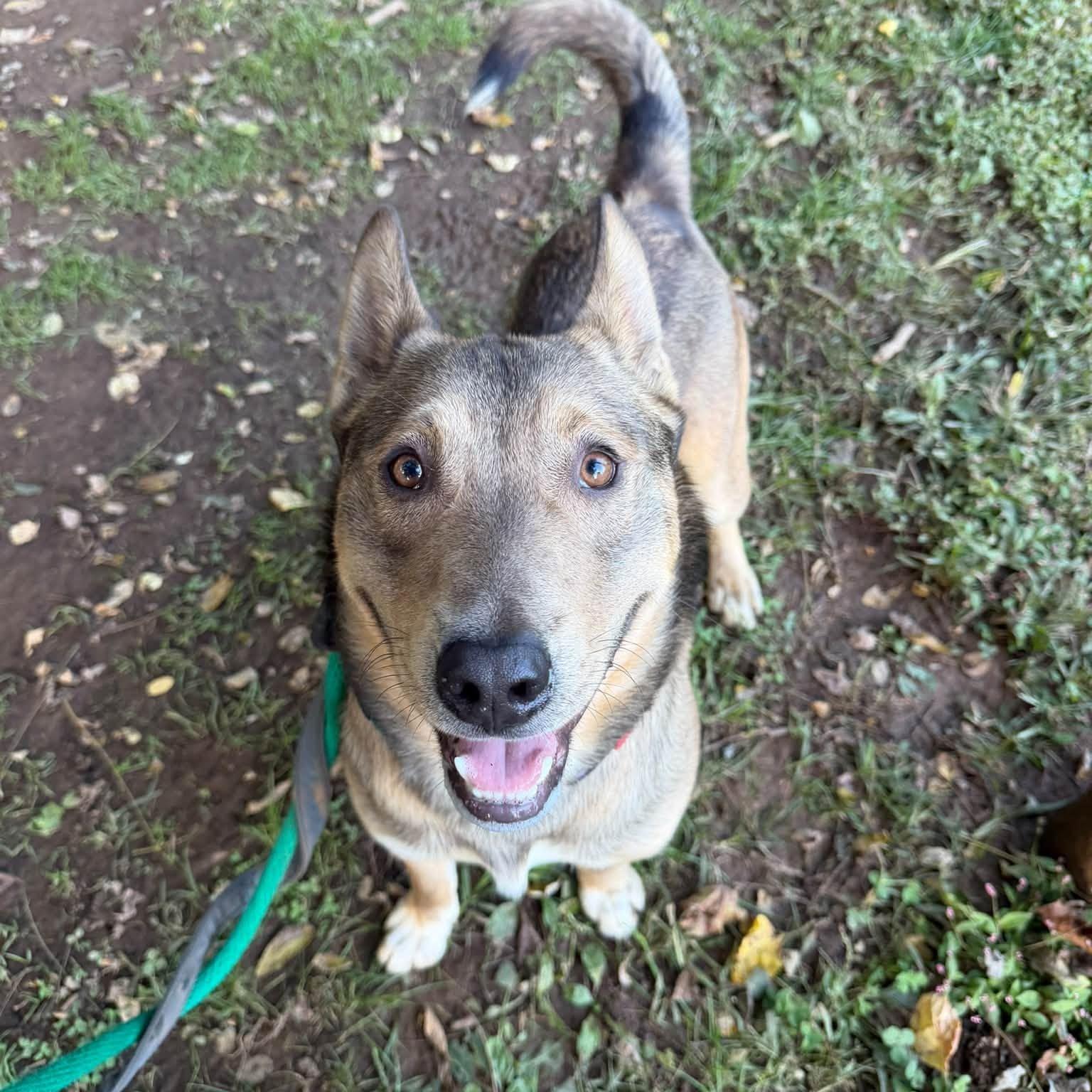 Enlarge Dingo, a Adoptable mixed breed in Phoenixville, PA image 4/6