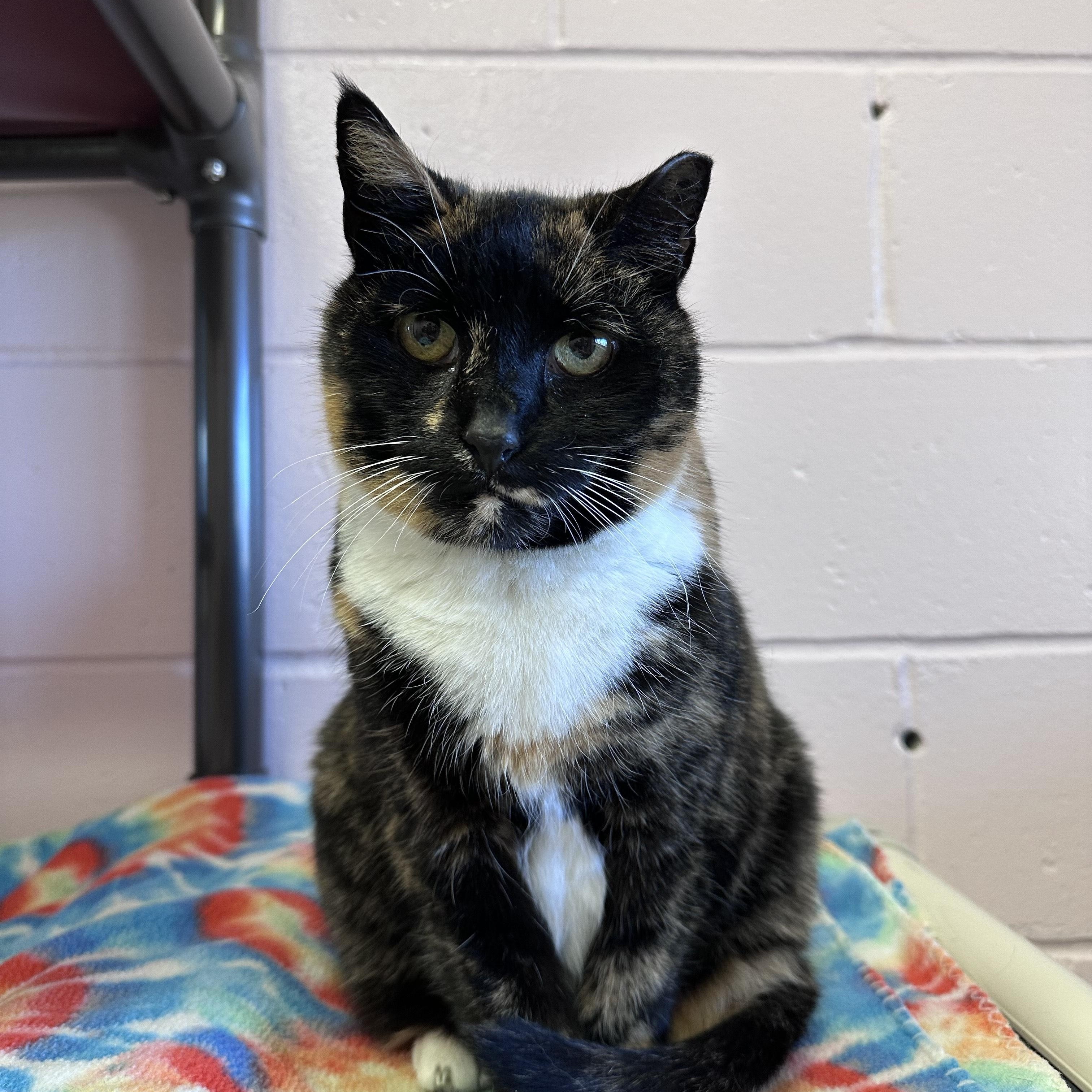 Enlarge Torie, a Adoptable Calico in East Northport, NY image 1/1