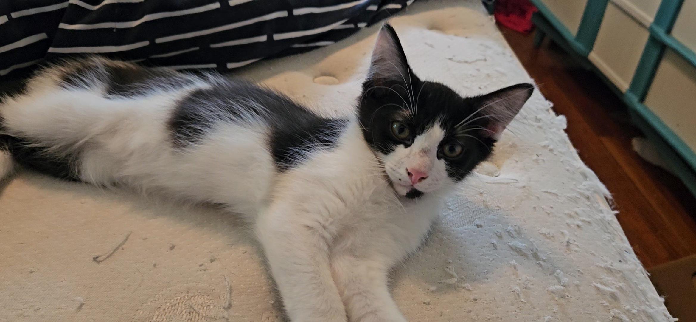 Enlarge Gaston, a Adoptable Domestic Long Hair in Lafayette, IN image 1/1