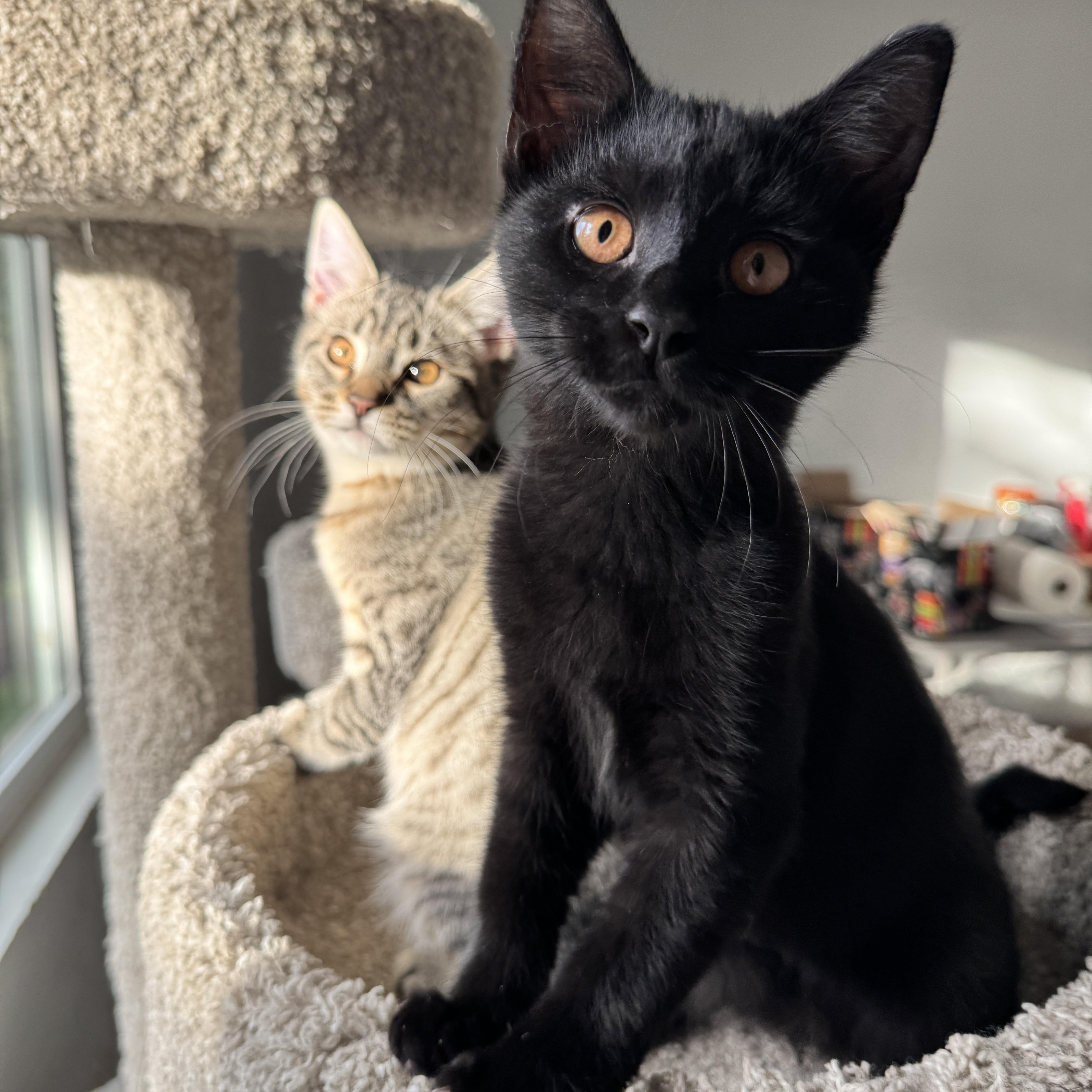 Casper and Lakota, ADOPTABLE, Kitten Male Domestic Short Hair.