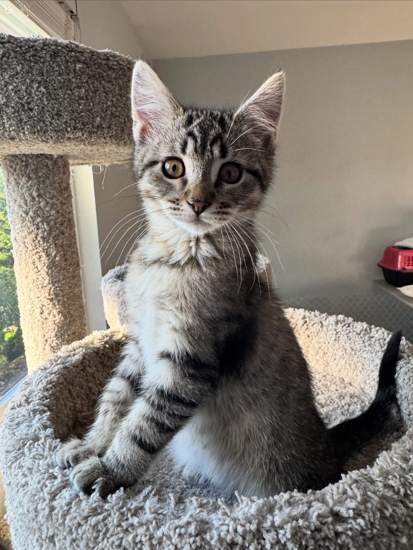 Enlarge Casper and Lakota, a ADOPTABLE Domestic Short Hair in Renton, WA image 2/3