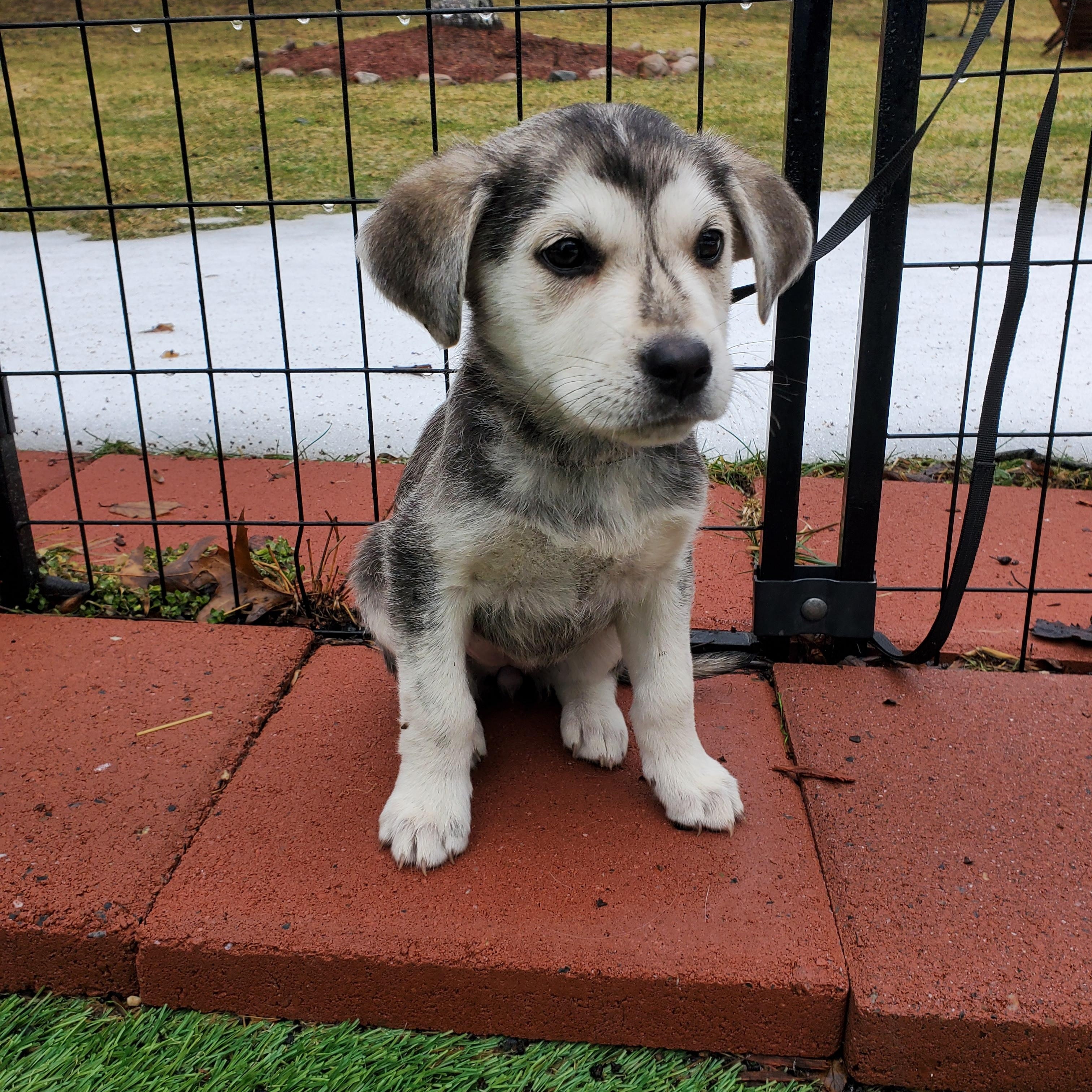 Mabel, adopted, Puppy Female Golden Retriever & Mixed Breed.