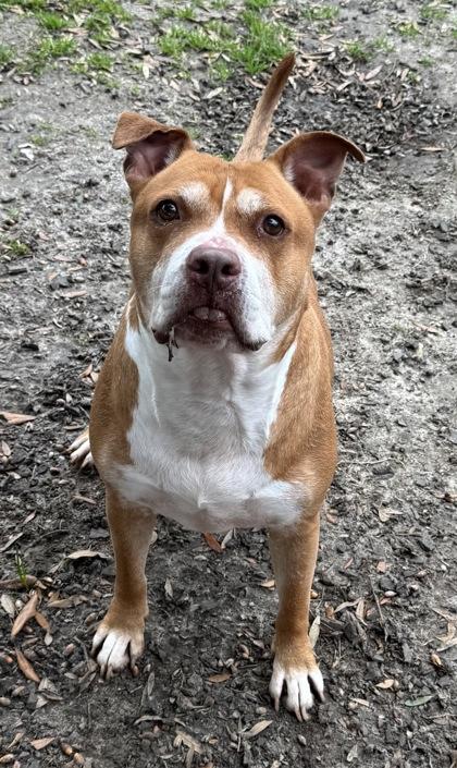 Rambo, Adoptable, Adult Male Terrier & Mixed Breed.