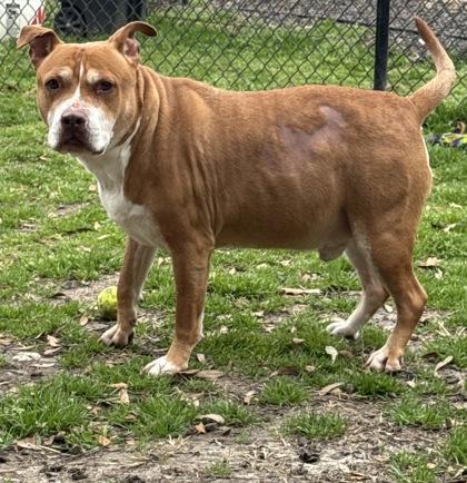 Enlarge Rambo, a Adoptable mixed breed in Conway, SC image 1/3