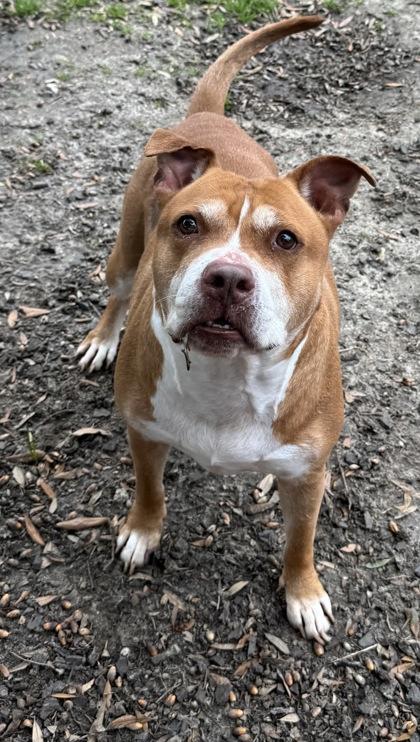 Enlarge Rambo, a Adoptable mixed breed in Conway, SC image 3/3