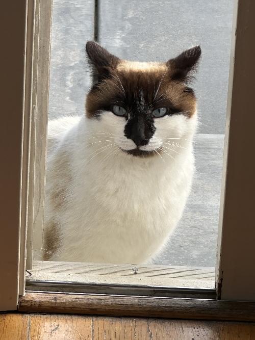 Bandit, a Adoptable mixed breed in Half Moon Bay, CA image 1/5