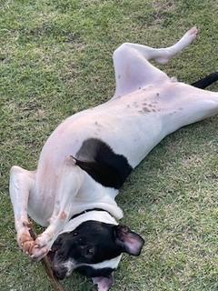 Skye, Adoptable, Adult Female Dalmatian & Labrador Retriever.