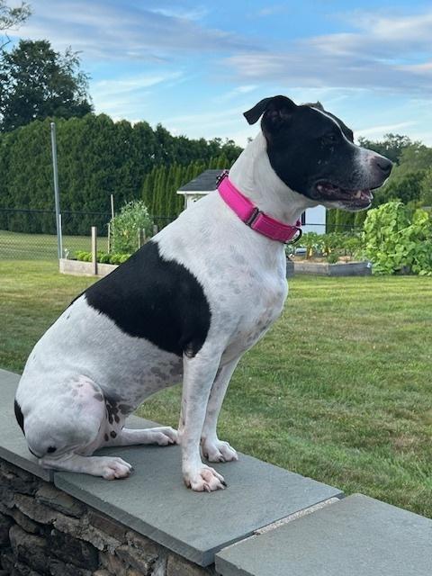 Enlarge Skye, a Adoptable mixed breed in Waterbury, CT image 5/6