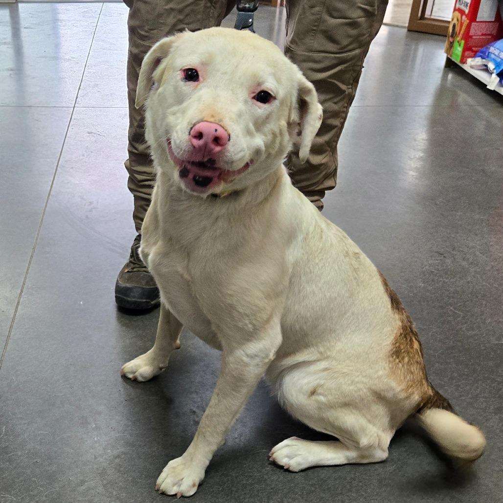 Missy, Adoptable, Adult Female Pit Bull Terrier & Mixed Breed.