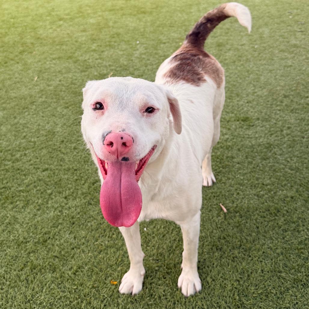 Missy, a Adoptable mixed breed in Idaho Falls, ID image 2/6