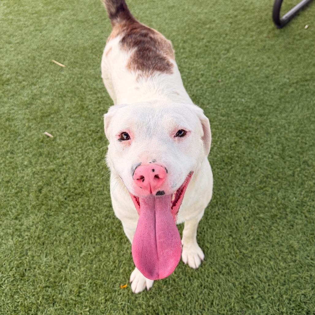 Missy, a Adoptable mixed breed in Idaho Falls, ID image 3/6
