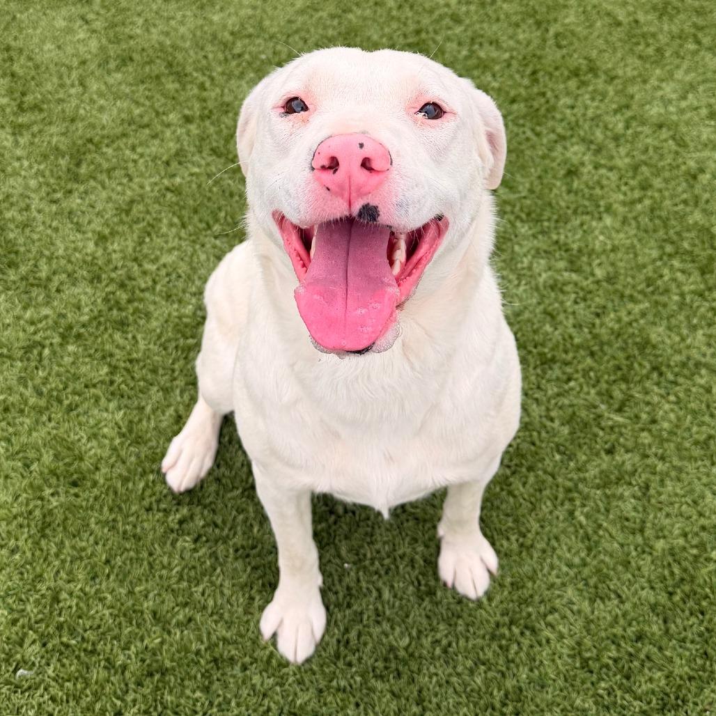 Missy, a Adoptable mixed breed in Idaho Falls, ID image 4/6