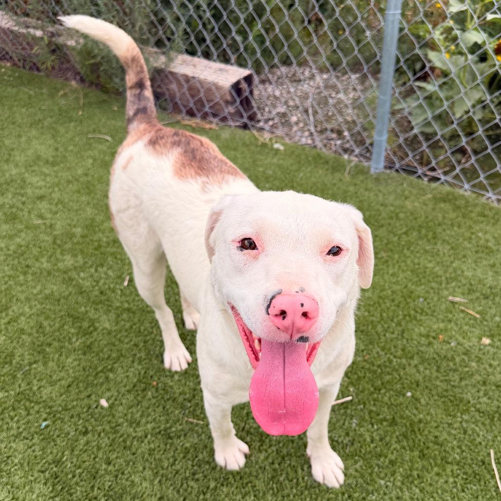 Missy, a Adoptable mixed breed in Idaho Falls, ID image 5/6