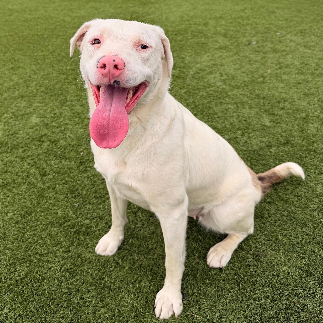 Missy, a Adoptable mixed breed in Idaho Falls, ID image 6/6