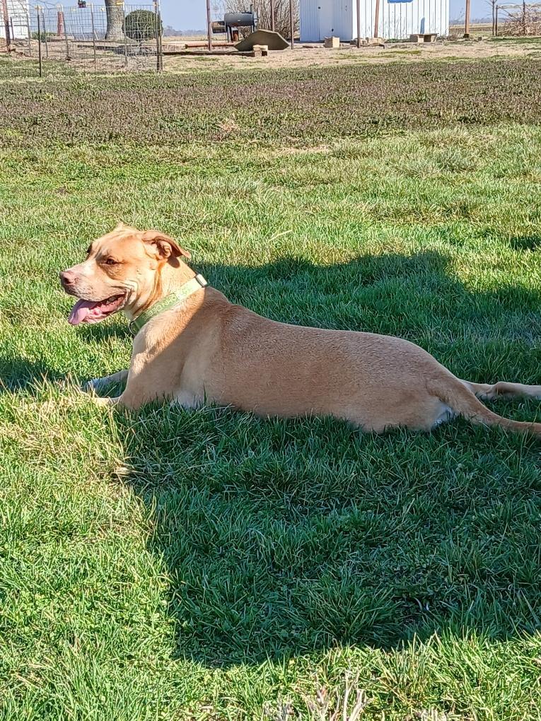 Peaches, Adopted, Adult Female Pit Bull Terrier & American Staffordshire Terrier.