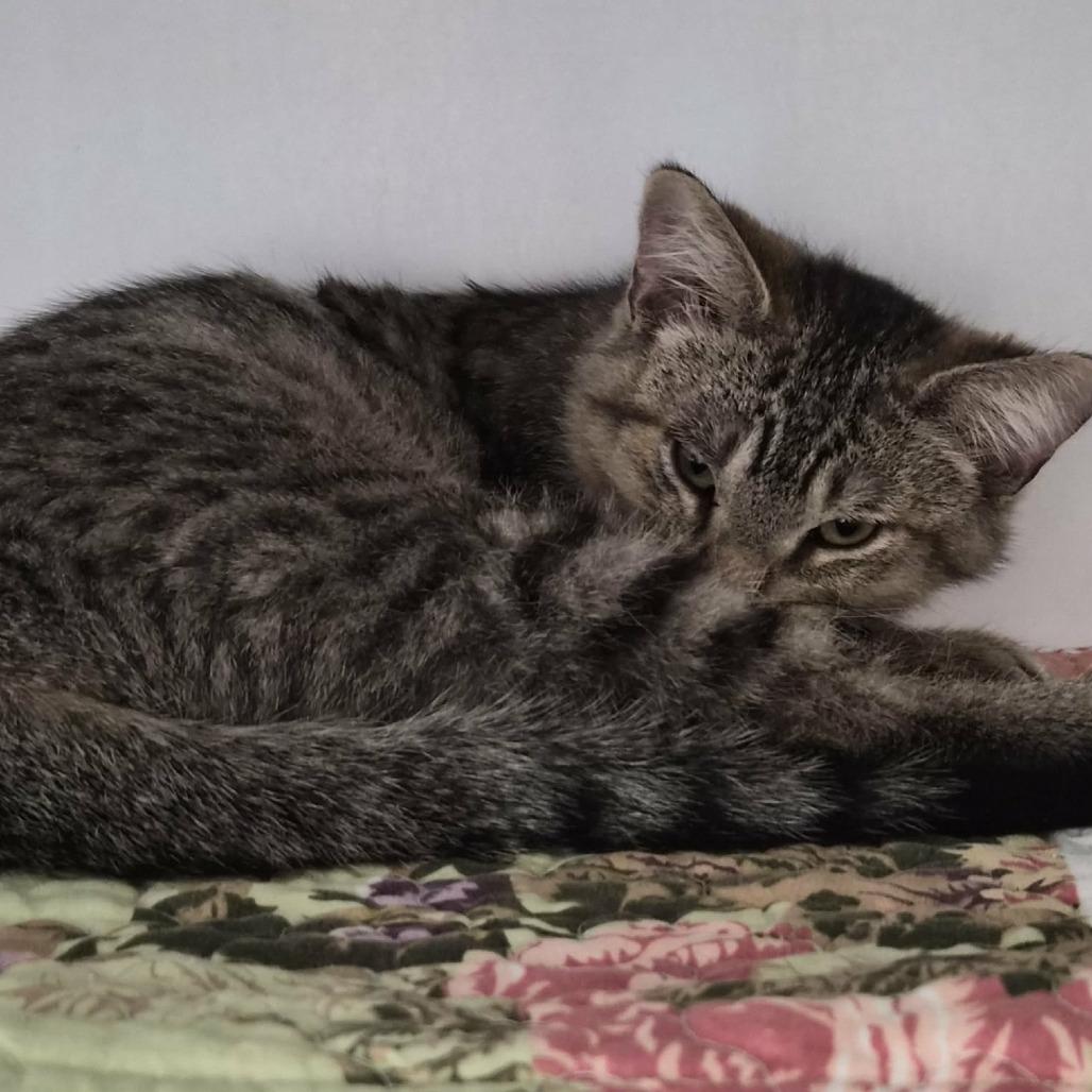 Enlarge Nirvana, a Adoptable Domestic Medium Hair in Las Cruces, NM image 1/4