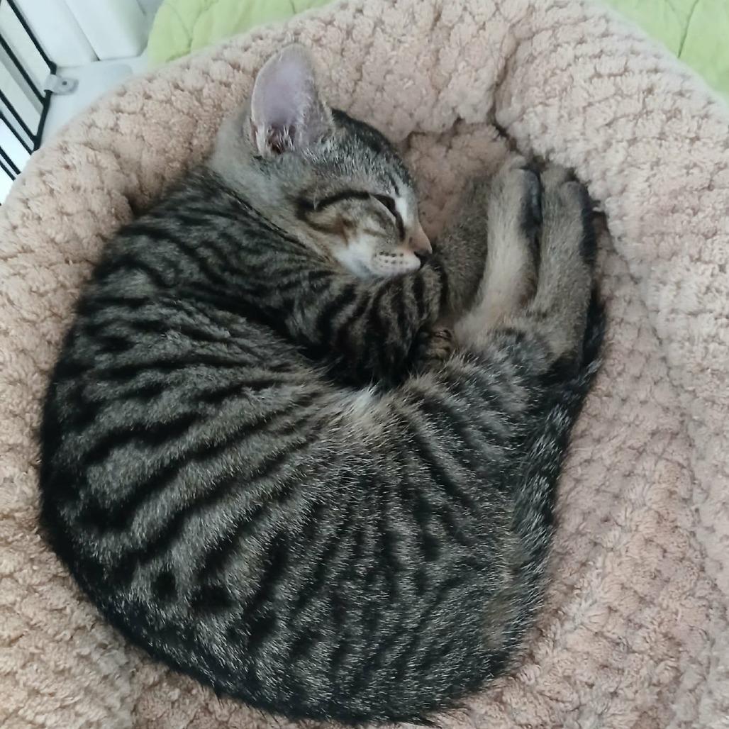 Enlarge Nirvana, a Adoptable Domestic Medium Hair in Las Cruces, NM image 2/4