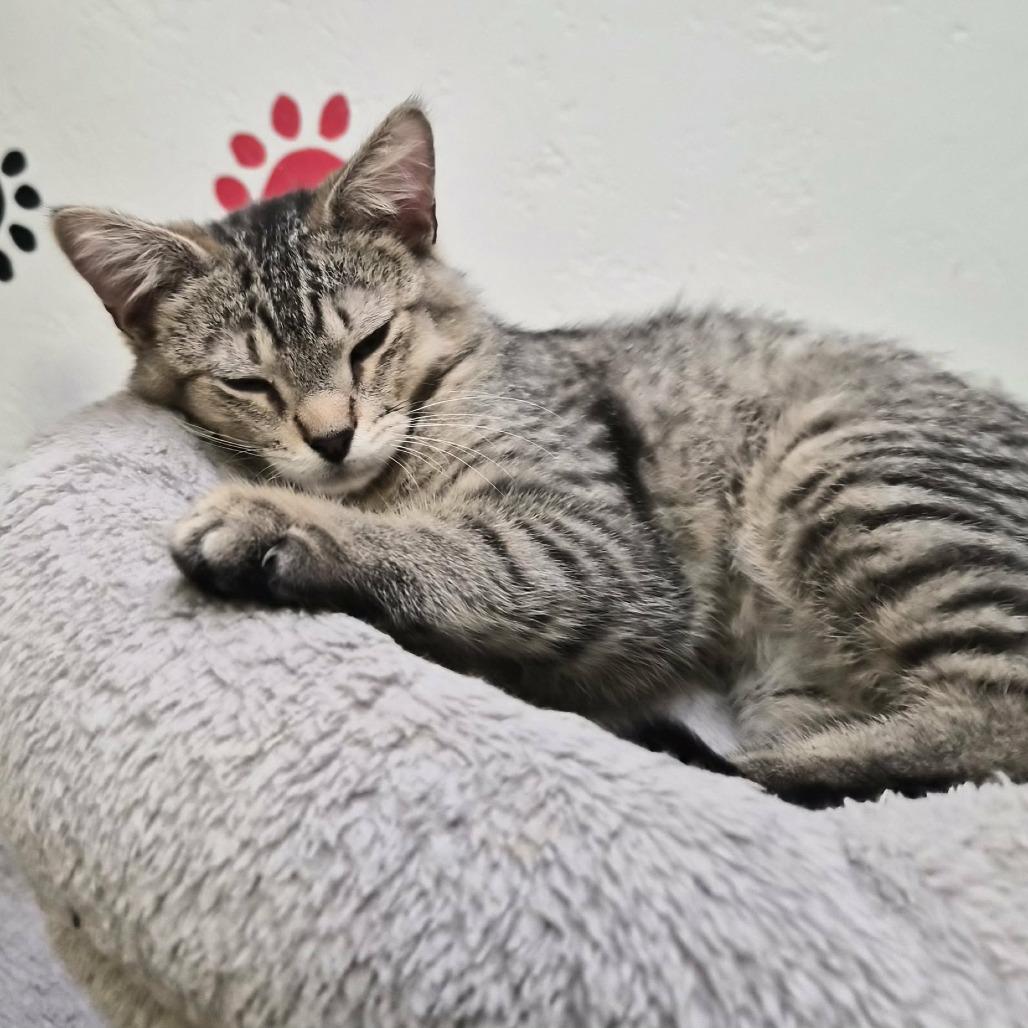 Enlarge Nirvana, a Adoptable Domestic Medium Hair in Las Cruces, NM image 3/4