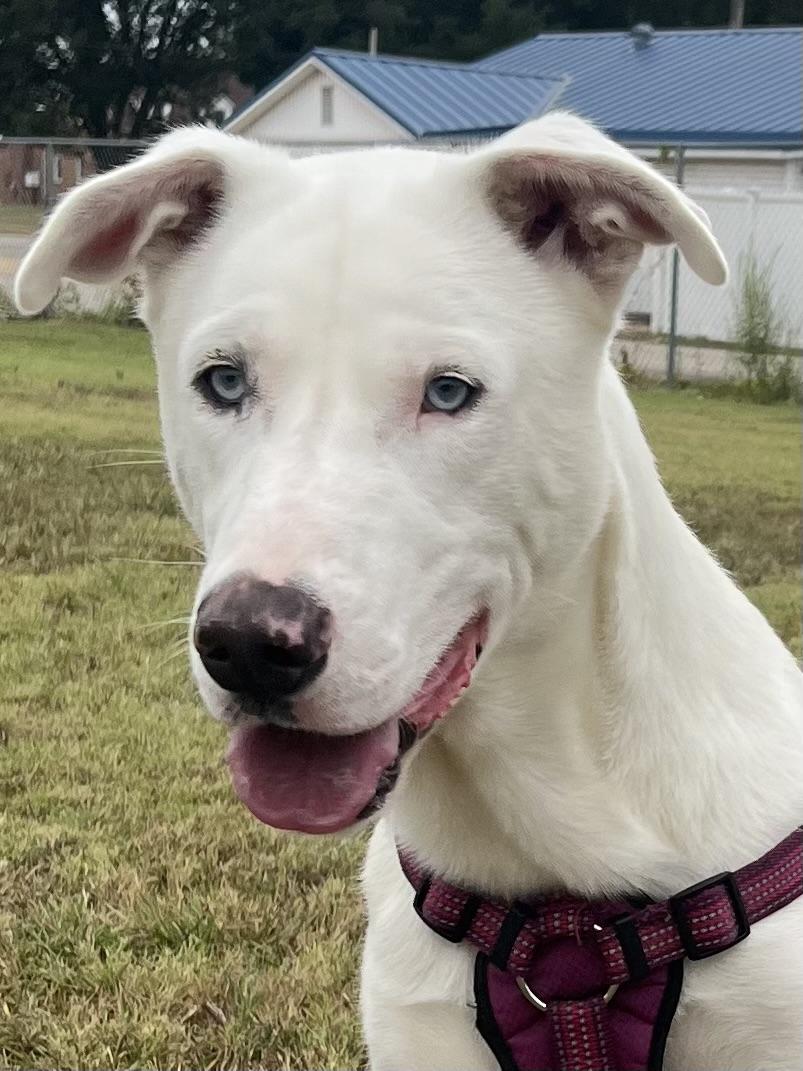 Scabbers, a Adoptable mixed breed in Corning, AR image 1/2
