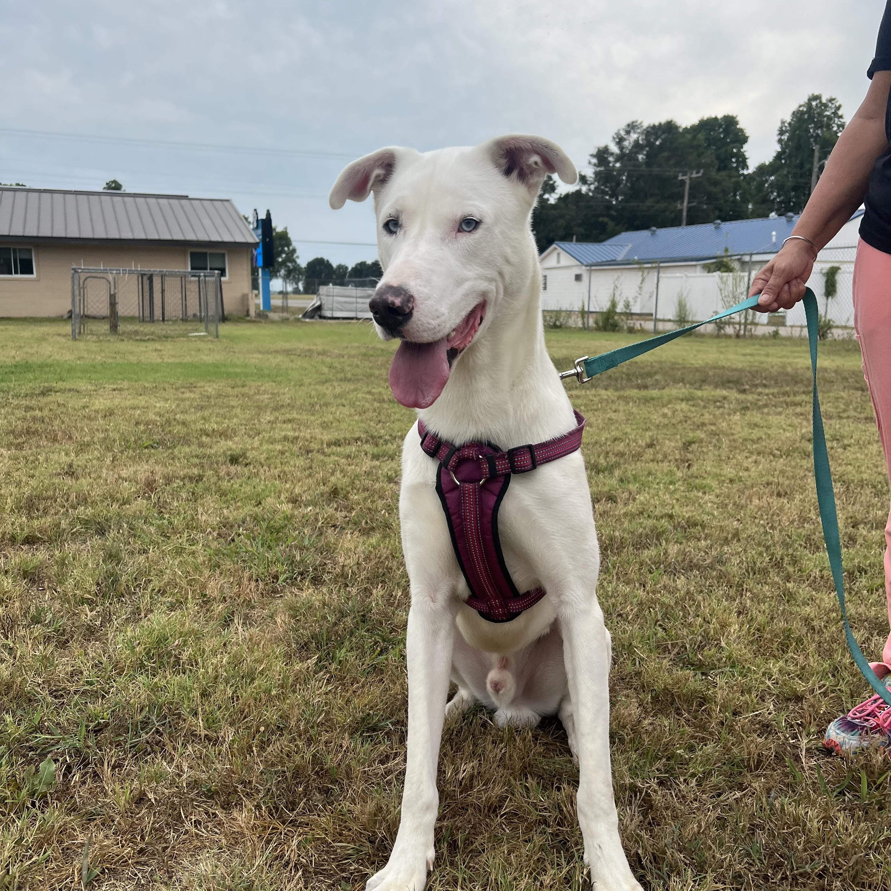 Scabbers, a Adoptable mixed breed in Corning, AR image 2/2