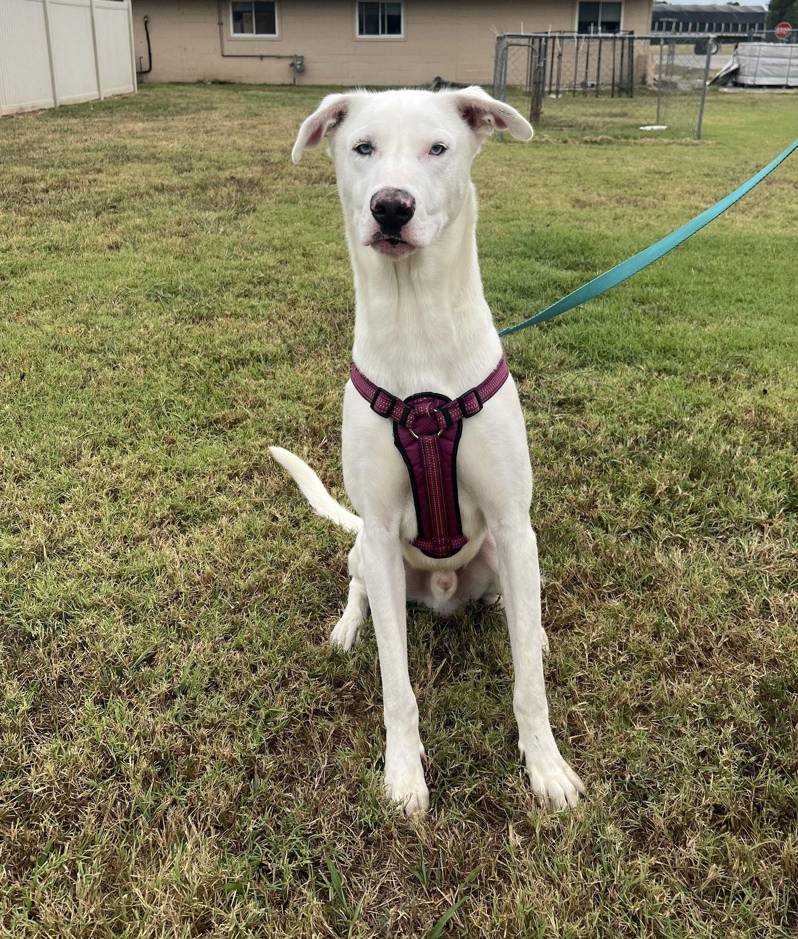 Scabbers, Adoptable, Young Male Great Dane & Husky.