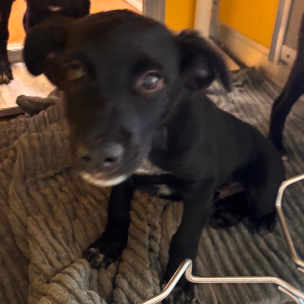 Snoop-63375, Adoptable, Puppy Male Shepherd & Mixed Breed.