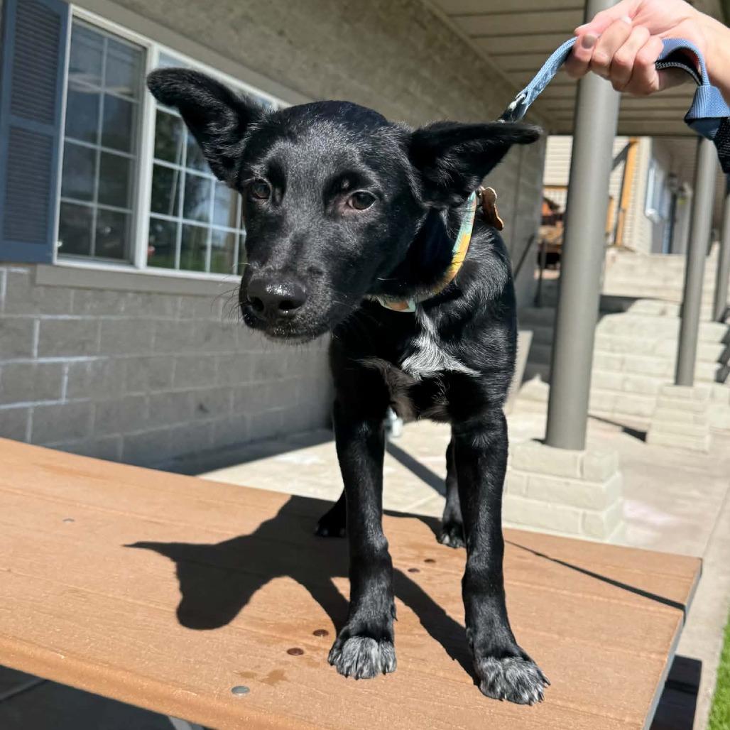 Enlarge Snoop-63375, a Adoptable mixed breed in Bend, OR image 2/6