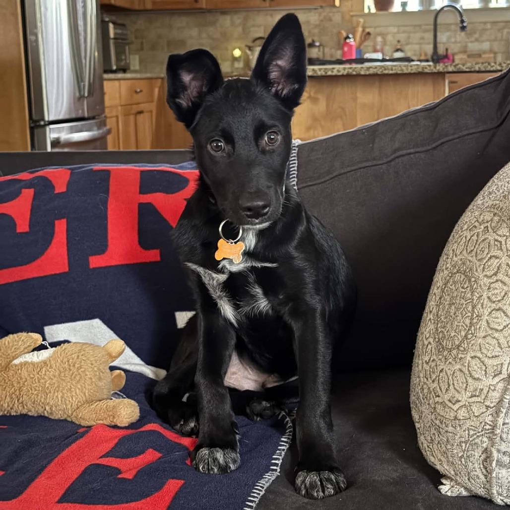 Enlarge Snoop-63375, a Adoptable mixed breed in Bend, OR image 3/6
