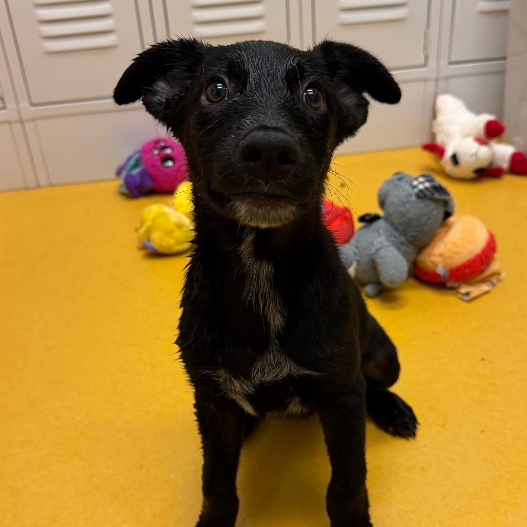 Enlarge Snoop-63375, a Adoptable mixed breed in Bend, OR image 5/6