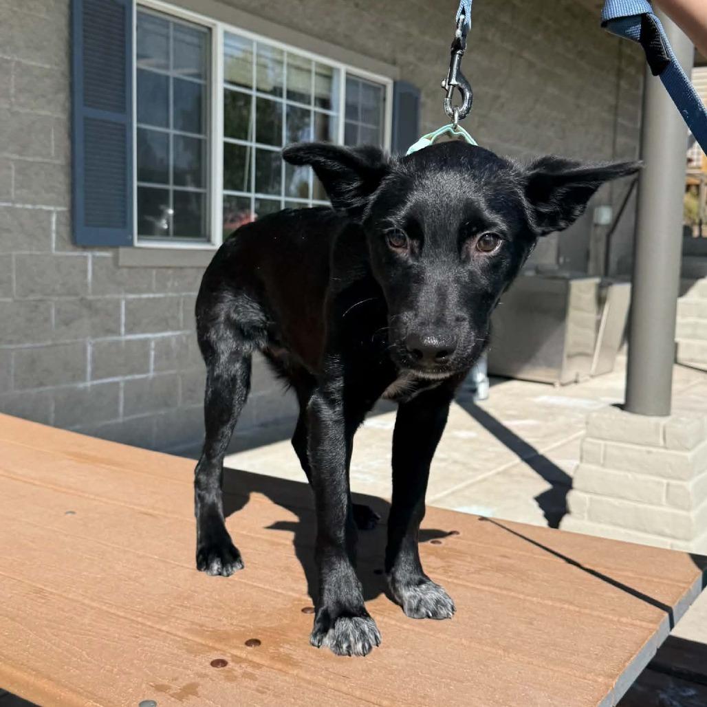 Enlarge Snoop-63375, a Adoptable mixed breed in Bend, OR image 6/6