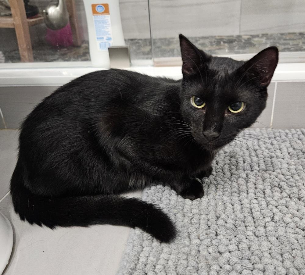 Hazel, a Adoptable Domestic Short Hair in Hudson, NH image 1/3