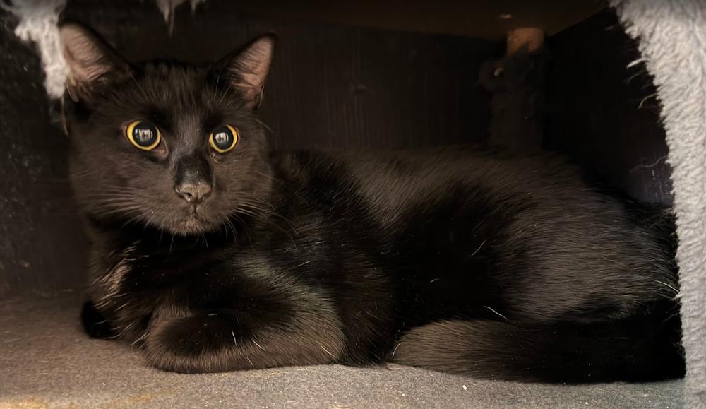 Hazel, a Adoptable Domestic Short Hair in Hudson, NH image 2/3