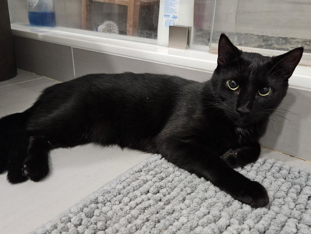 Hazel, a Adoptable Domestic Short Hair in Hudson, NH image 3/3