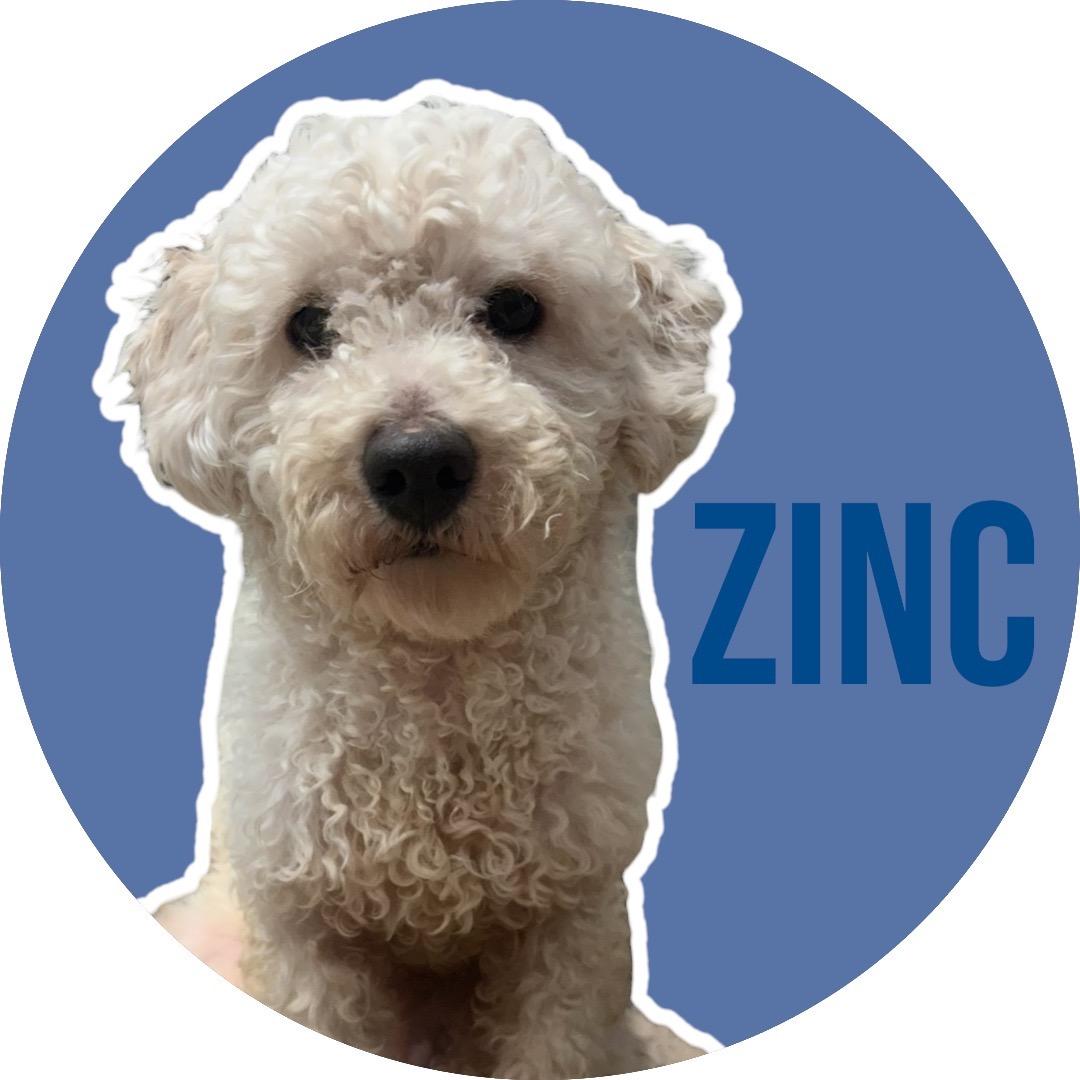 Enlarge Zinc, an adopted mixed breed in Athens, TX image 1/6