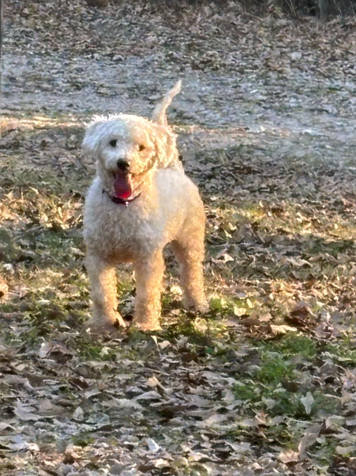 Enlarge Zinc, an adopted mixed breed in Athens, TX image 3/6