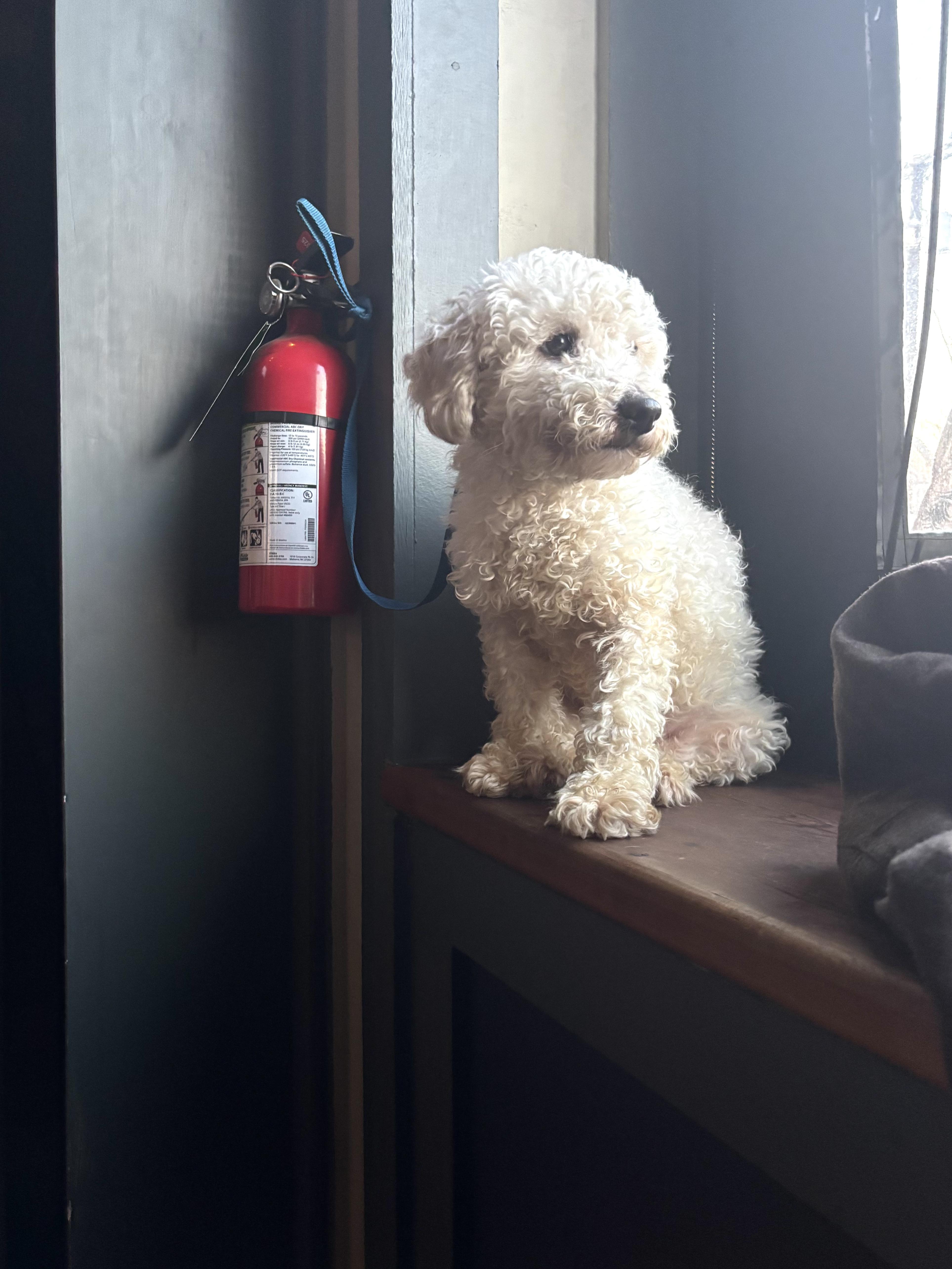 Enlarge Zinc, an adopted mixed breed in Athens, TX image 6/6