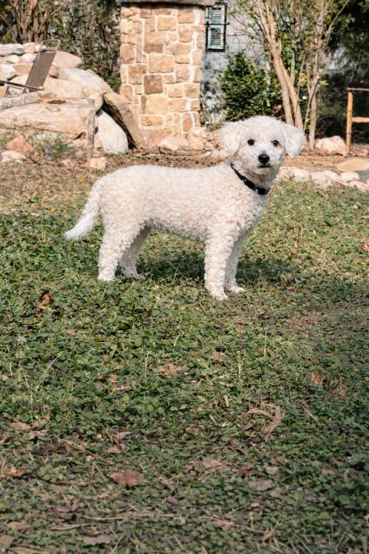 Enlarge Zinc, an adopted mixed breed in Athens, TX image 4/6