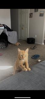 Goldie ( bonded with Merlin) , Adoptable, Young Female Domestic Short Hair.