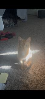 Enlarge Goldie ( bonded with Merlin) , a Adoptable Domestic Short Hair in Clawson, MI image 2/3