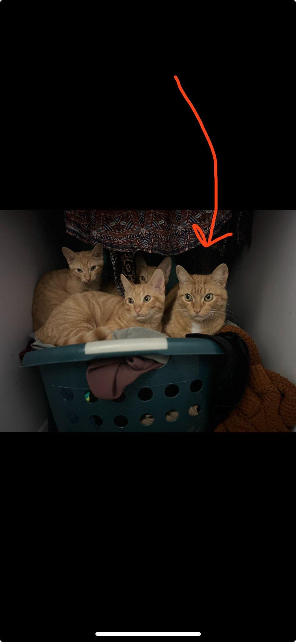 Enlarge Goldie ( bonded with Merlin) , a Adoptable Domestic Short Hair in Clawson, MI image 3/3