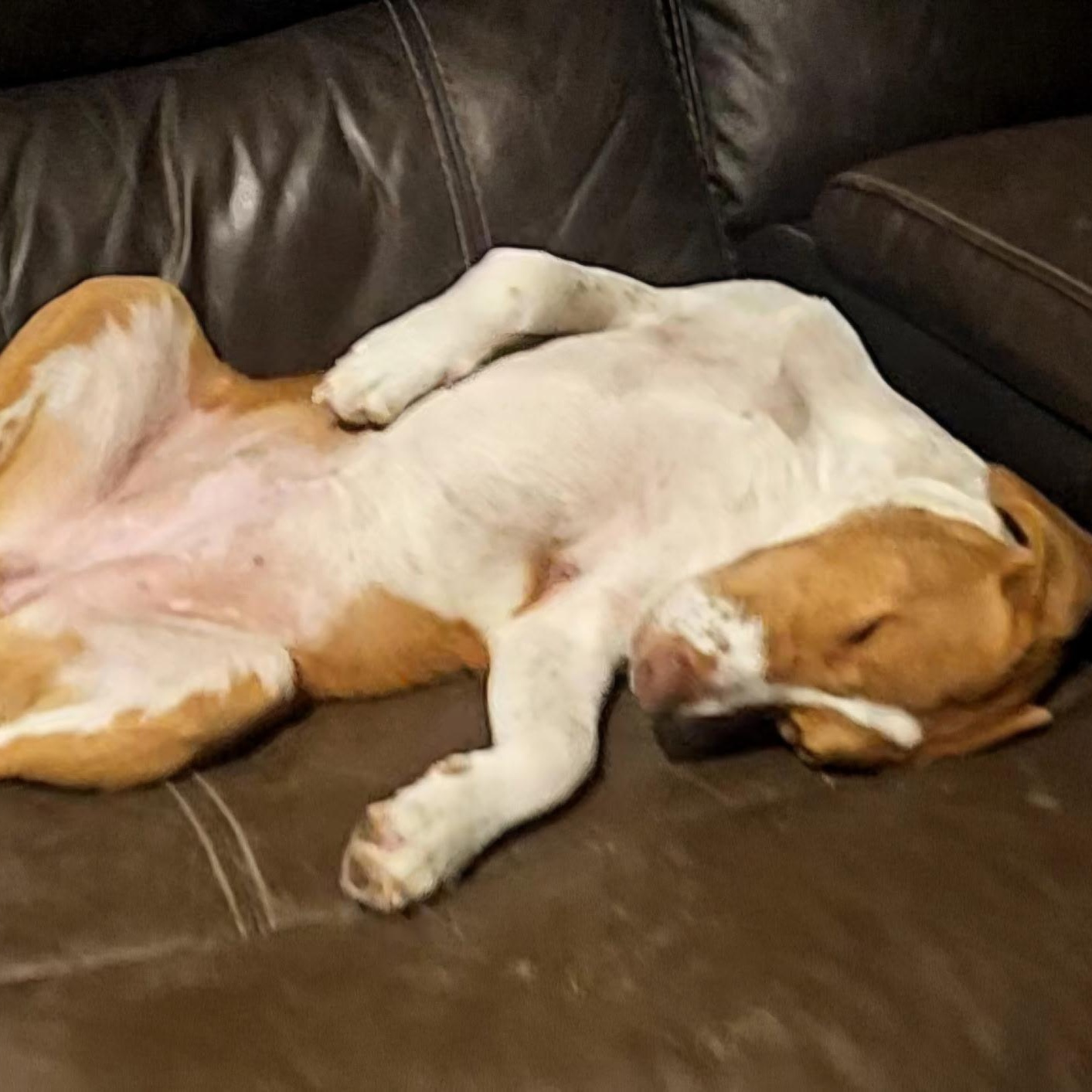 Hannah, a Adoptable mixed breed in Wausau, WI image 5/6