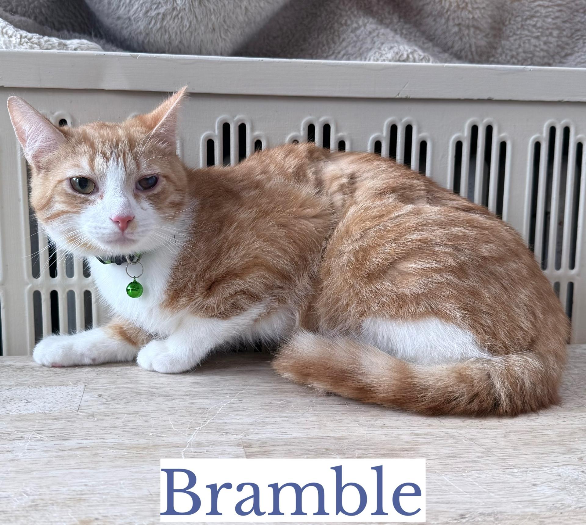 Bramble, a ADOPTABLE Domestic Short Hair in Berkeley Springs, WV image 2/4