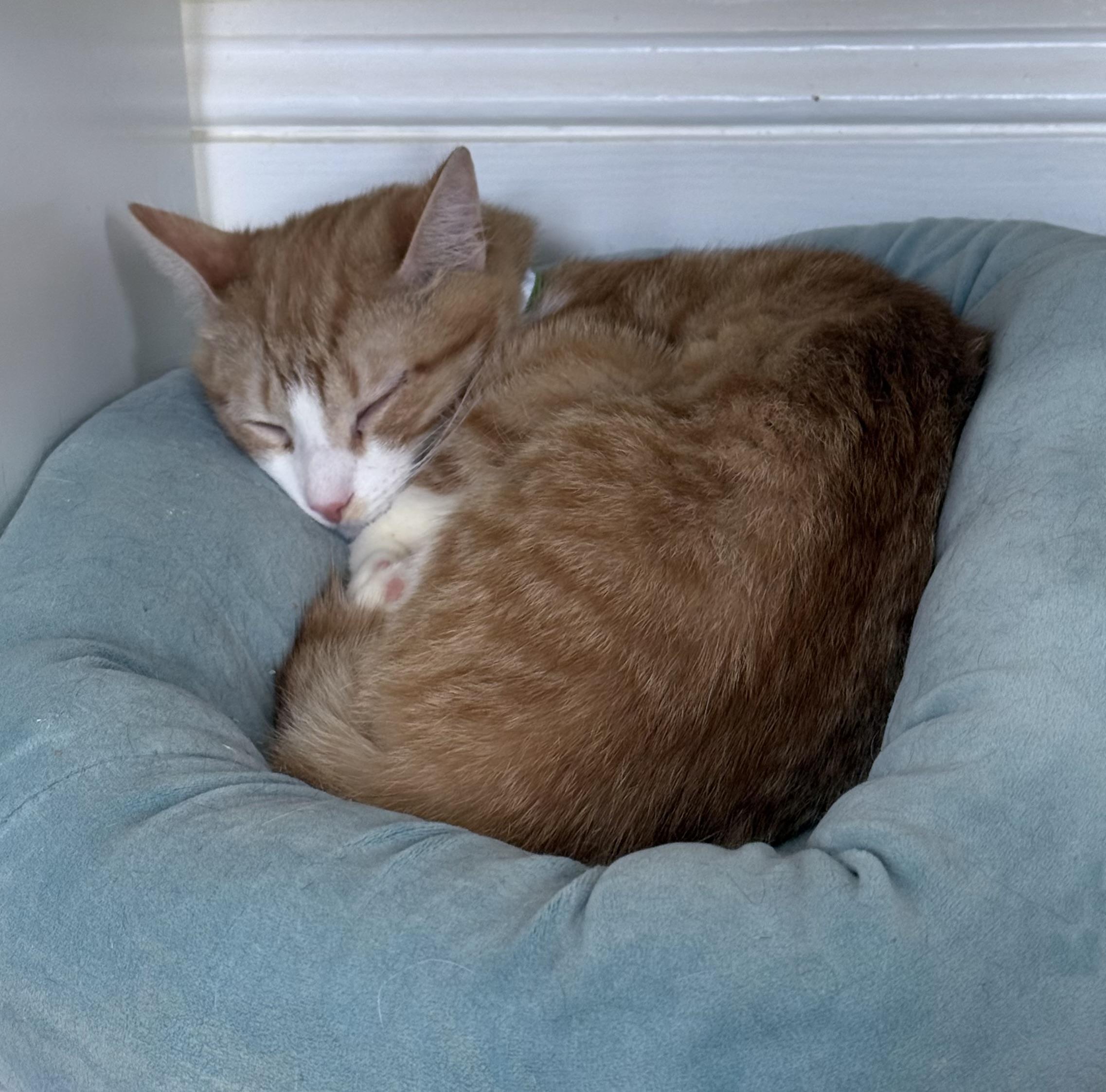 Bramble, a ADOPTABLE Domestic Short Hair in Berkeley Springs, WV image 3/4