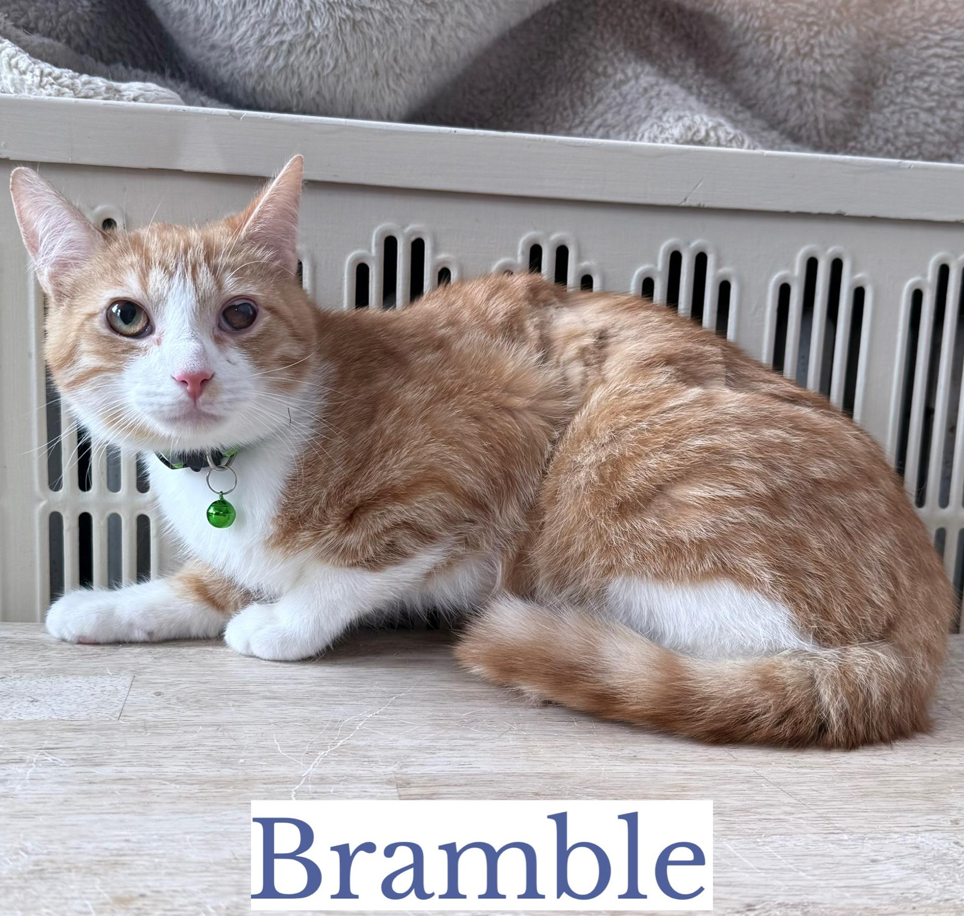 Bramble, ADOPTABLE, Young Male Domestic Short Hair.