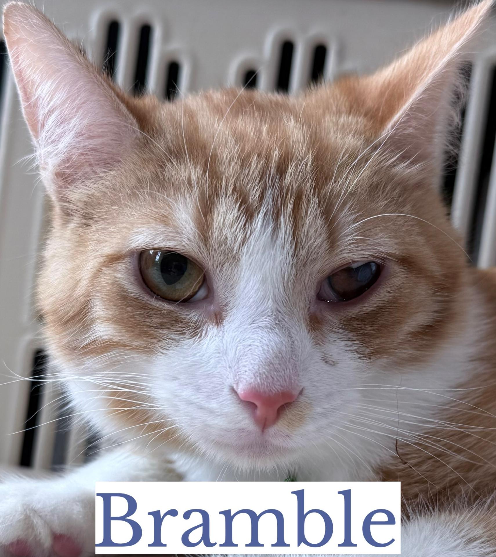 Bramble, a ADOPTABLE Domestic Short Hair in Berkeley Springs, WV image 4/4