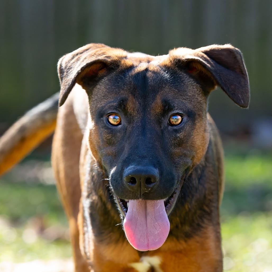 Jasper, Adoptable, Young Male Mountain Cur & Mixed Breed.