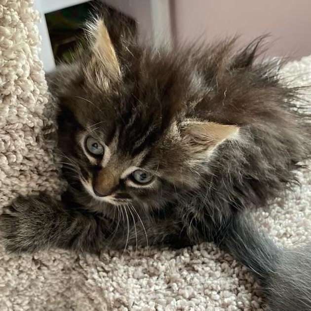 Zena, a ADOPTABLE Domestic Medium Hair in Johnson City, TN image 2/3