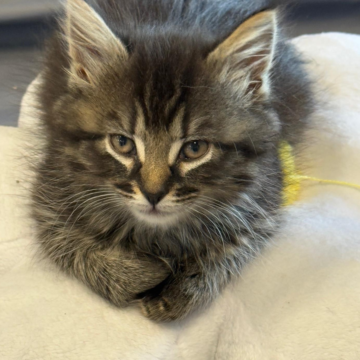 Zena, a ADOPTABLE Domestic Medium Hair in Johnson City, TN image 1/3