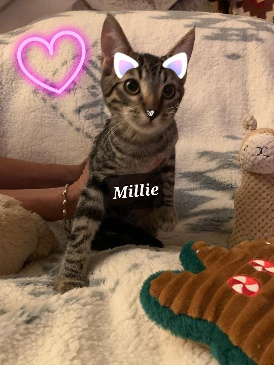 Millie
