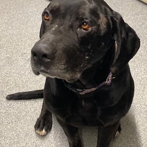 Enlarge Bubba, a ADOPTABLE mixed breed in Turners Falls, MA image 2/3